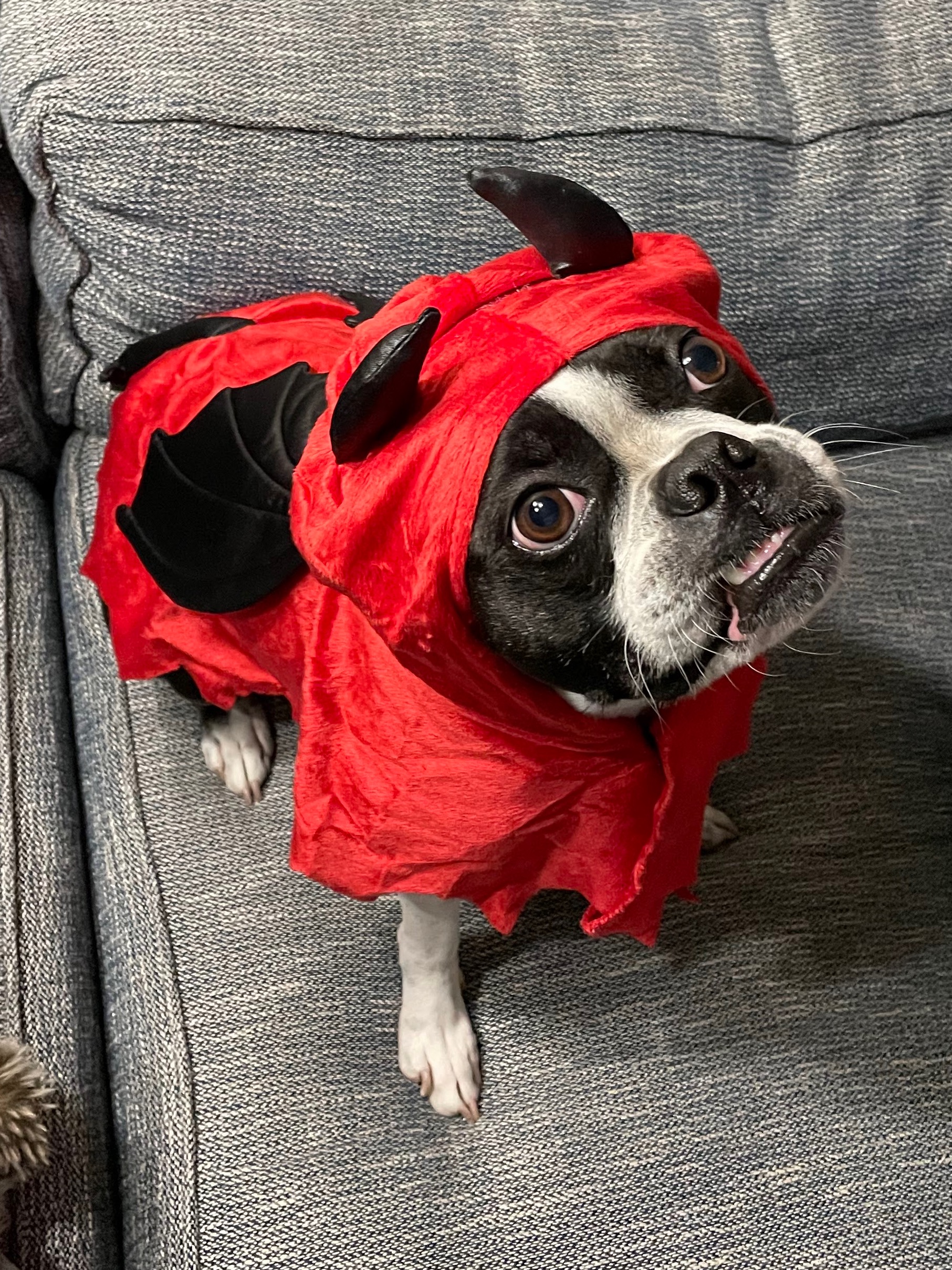 Dog in Costume from localhost